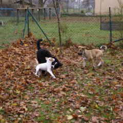 Hundeschule